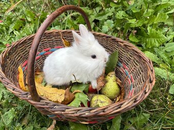 Zakrslý králík - Miminka zakrslého králíčka