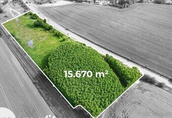 Prodej stromů k těžbě zásoba 8000ks - 1