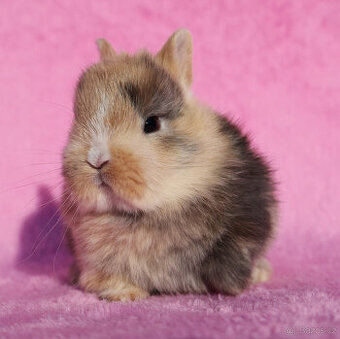 Zakrslý krátkouchý králíček , malinká samička .