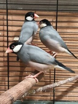 Rýžovník šedý  2025