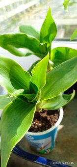 léčivá KALÍSIE vonná - - viz text a fota