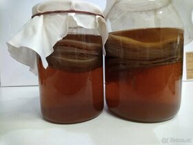 Kombucha - čajová houba