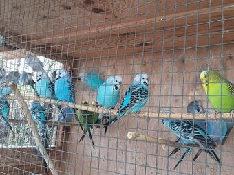 Andulky rok 2025 - okroužkované