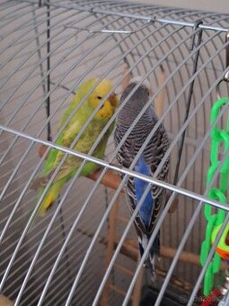 Prodám andulky pár