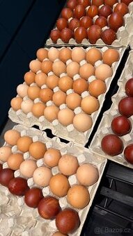 Kalimeto kuřata nebo násadová vejce