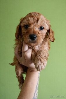 Maltipoo