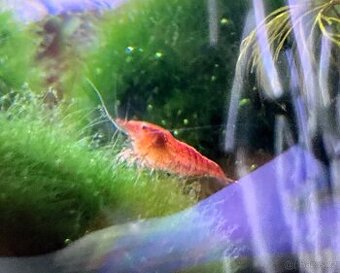 krevetky Neocaridina red cherry