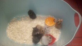 Křeček syrský/zimni