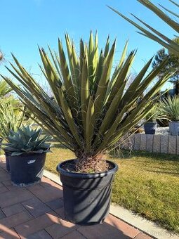 Yucca carnerosana