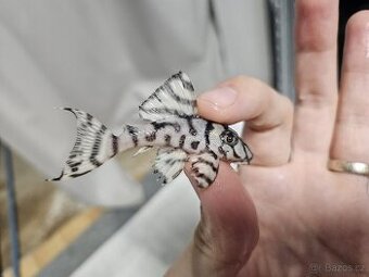 L 236 Super White - odchov