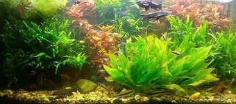Rostliny akvarijní - prostřih