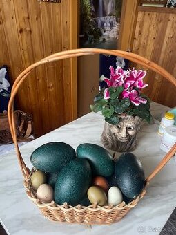 Pštrosí vejce - vyfuky