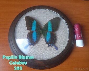 Ikonický smaragdový motýl Papilio Blumei [Celebes]