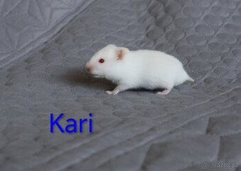 Křeček syrský s PP - vrh K