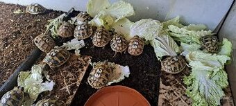 Želva žlutohnědá a zelenavá