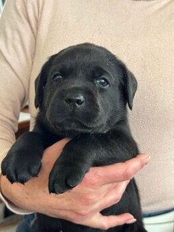 Labrador retriever s PP - 1