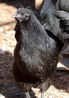 Slepice Ayam Cemani