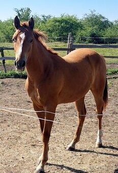 Appaloosa klisna