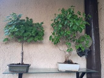 Bonsaj,bonsai Morusovnik - 1