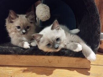 Ragdoll koťata - 1