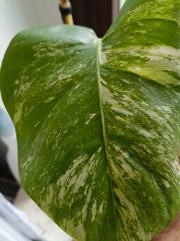 Monstera albovariegata - 1