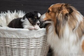 Sheltie/Šeltie - 1