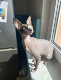 Kočka Kanadského sphynxe