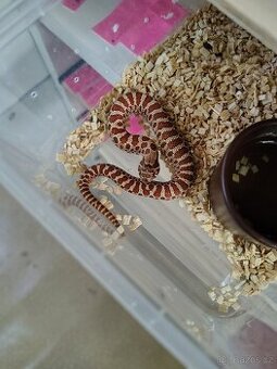 Heterodon nasicus (heterodon nosatý)