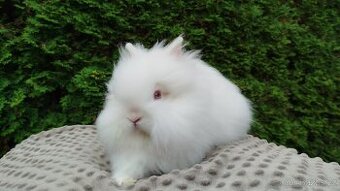 Zakrslý králík, králíček -(TEDDY)-ONDŘEJ