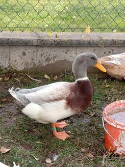 Kachna Saská - kačeři