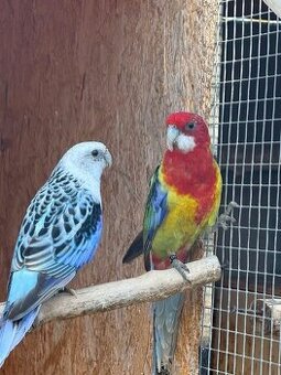 Predam Rosela pestra modra Step na modre