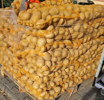 Brambory k uskladnění