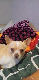 Nabizim k prodeji Čivava