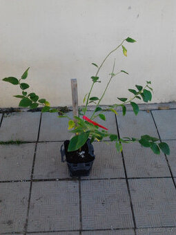 Prodám  kanadskou borůvku Zuckertraube .