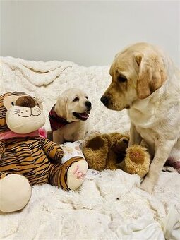 Labrador štěňátka s PP