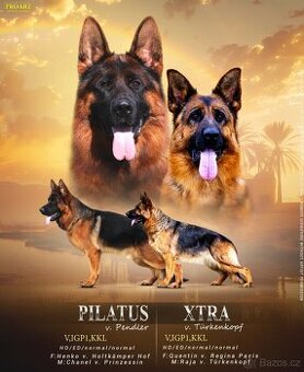 Německý ovčák - dlouhosrstý pejsek s PP