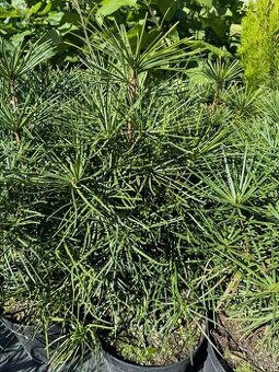 Pajehličník přeslenitý 50-60 cm/12L