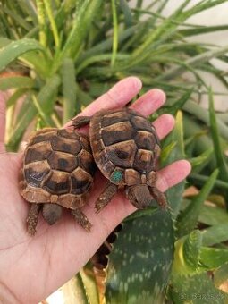 Želva zelenavá, mláďata: kupní smlouva+ Cites