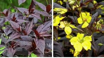 Vrbina brvitá 'Fire Cracker' kontejnerovaná