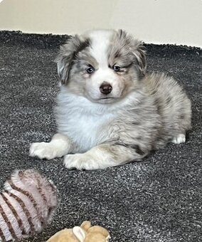 Miniaturní americký ovčák - fenecka s PP