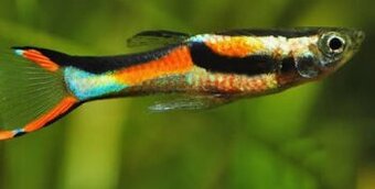 Nedaruje někdo endlerky?