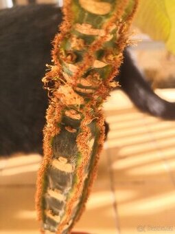 pryšec, pokojová kytka - 1