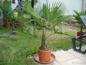 Palma trachycarpus fortunei 120cm