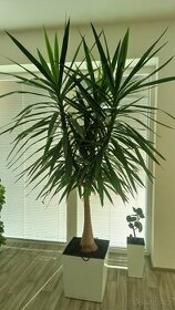 Pokojová rostlina / palma Juka /yucca-nádherná, vzrostlá