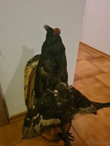 Trofej preparace