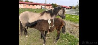 Konik Polski