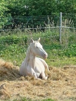Klisny QH