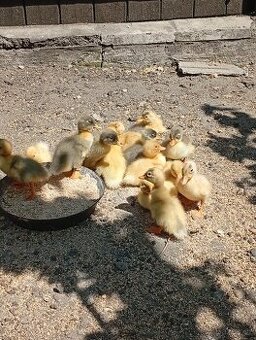 Káčata mix ze dvorku (pekingská x saská)