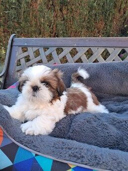 Shih-tzu, shihtzu - 1