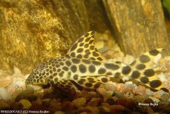 L 074, L 124 Peckoltia Sabaje - 1